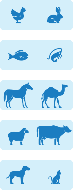 icon animals